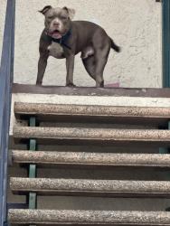Found/Stray Male Dog last seen Washington and Victoria, Los Angeles, CA 90019