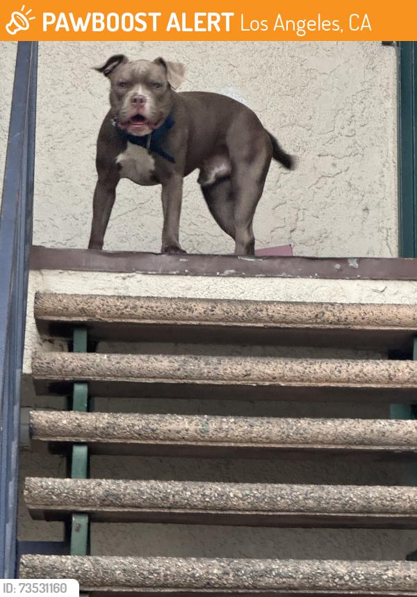 Found/Stray Male Dog last seen Washington and Victoria, Los Angeles, CA 90019