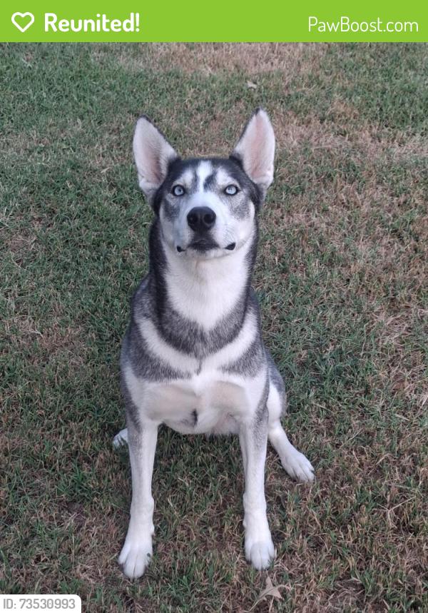Reunited Female Dog last seen Anna St & West, Wichita, KS 67212