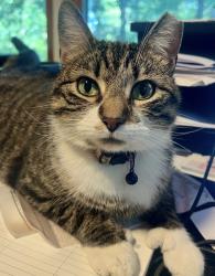 Lost Female Cat last seen Rt 74 and miller blvd. Monroe twp, Mechanicsburg, Monroe Township, PA 17055
