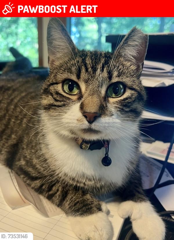 Lost Female Cat last seen Rt 74 and miller blvd. Monroe twp, Mechanicsburg, Monroe Township, PA 17055