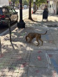 Found/Stray Female Dog last seen Near Georgia Ave NW, Washington, DC 20010, Washington, DC 20010