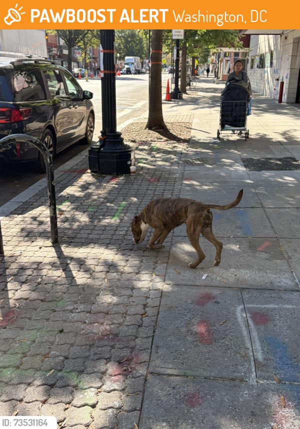 Found/Stray Female Dog last seen Near Georgia Ave NW, Washington, DC 20010, Washington, DC 20010