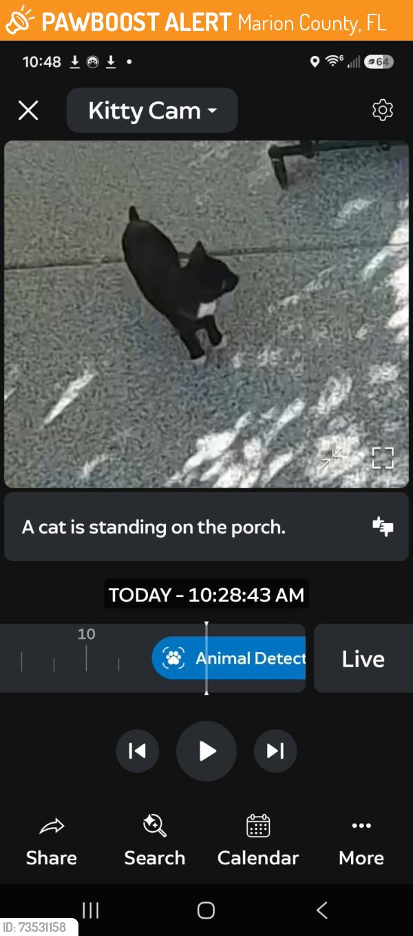 Found/Stray Unknown Cat last seen SE 41st Avenue and SE 52nd Street, Marion County, FL 34480