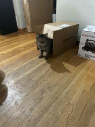 Reunited Male Cat last seen Marion Street and Maple, Roseville, MN 55113
