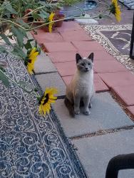 Reunited Male Cat last seen Hawaii & Elder,Nampa,Idaho, Nampa, ID 83686