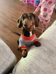 Reunited Male Dog last seen Near S Narcissus Ave, Broken Arrow, OK 74012, USA, Broken Arrow, OK 74012