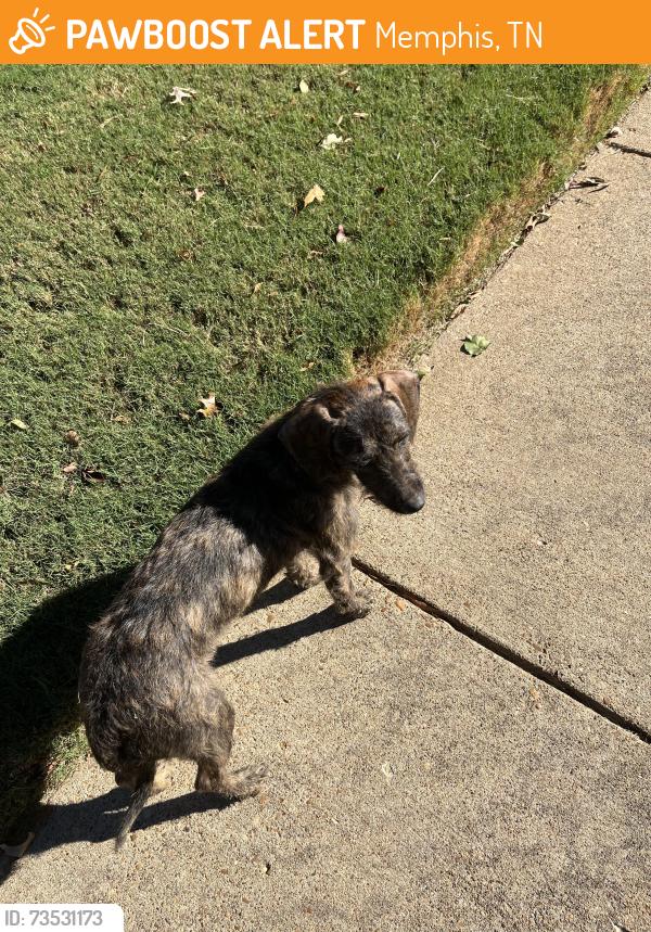 Found/Stray Unknown Dog last seen Cully/thor, Memphis, TN 38018