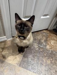 Reunited Female Cat last seen Middleton Rd and Roosevelt Ave, Nampa, ID 83686