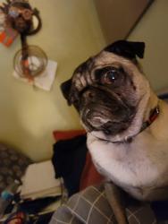 Lost Male Dog last seen By pinery, Colorado Springs, CO 80905