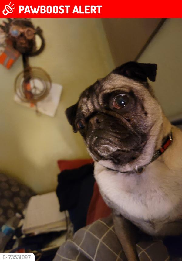 Lost Male Dog last seen By pinery, Colorado Springs, CO 80905