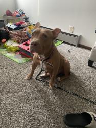 Lost Female Dog last seen Fuller ave, Saint Paul, MN 55104