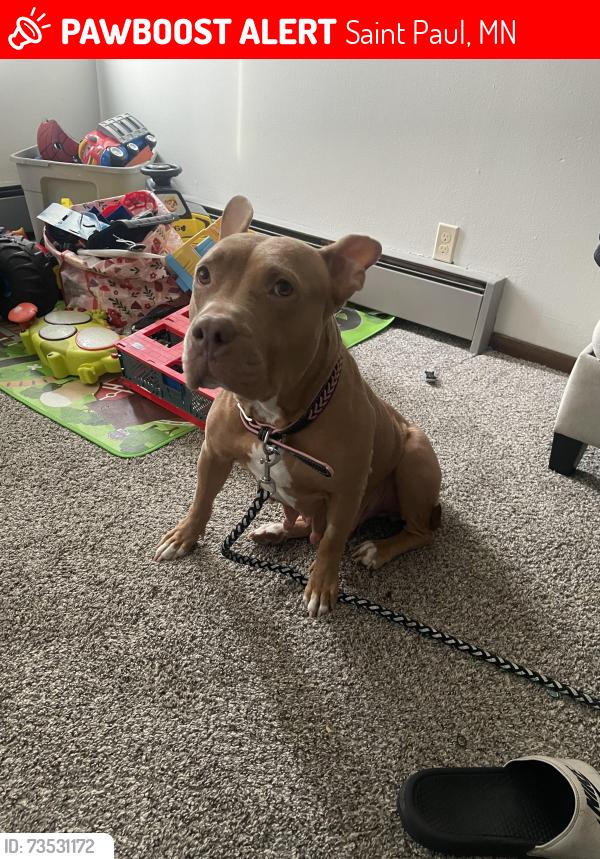 Lost Female Dog last seen Fuller ave, Saint Paul, MN 55104