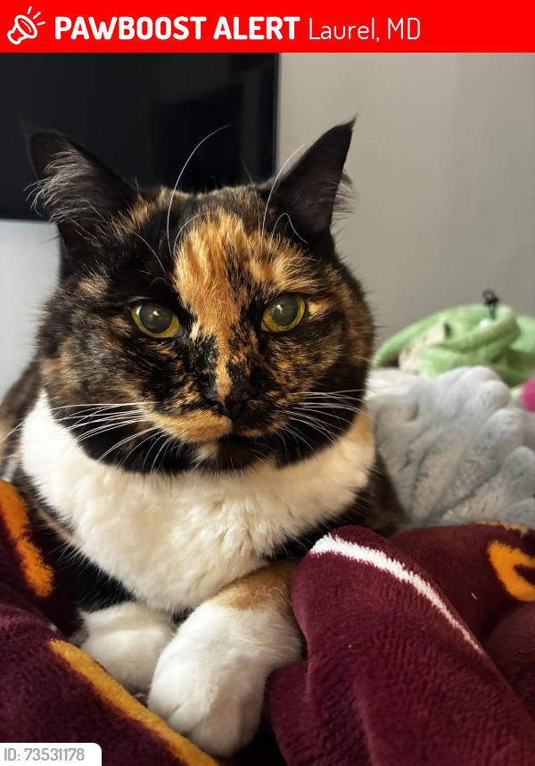 Lost Female Cat last seen I left the door cracked open by mishap so she should be somewhere near my hse, Laurel, MD 20708