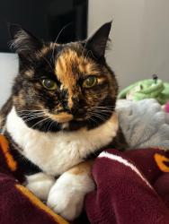 Lost Female Cat last seen I left the door cracked open by mishap so she should be somewhere near my hse, Laurel, MD 20708