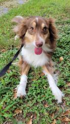 Reunited Female Dog last seen Pendleton park, Harlingen, TX 78550