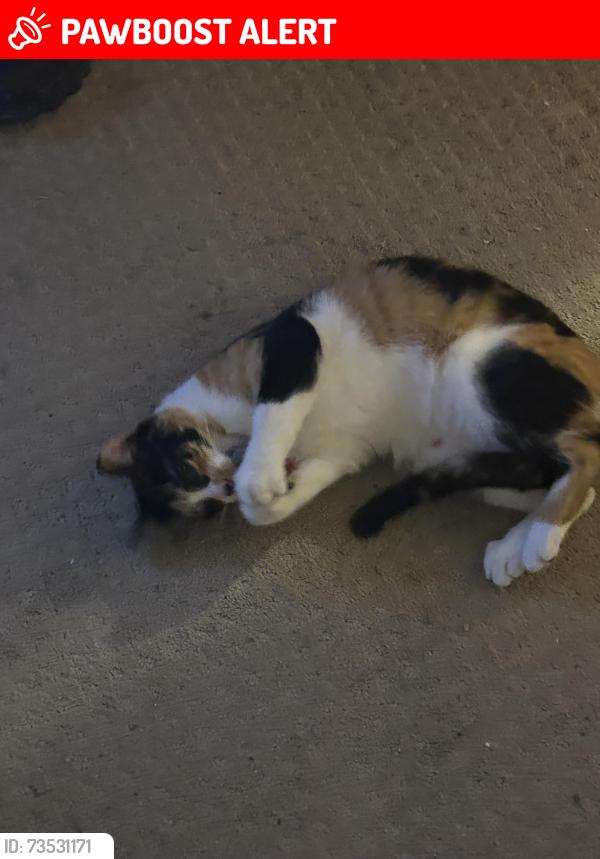 Lost Female Cat last seen Dunlap and m24, Oxford Township, MI 48371