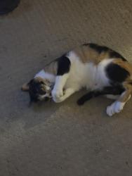 Lost Female Cat last seen Dunlap and m24, Oxford Township, MI 48371