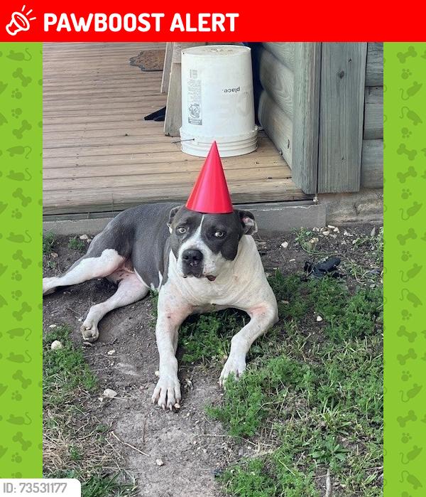 Lost Female Dog last seen Dillard rd Poplarville Ms, Pearl River County, MS 39470