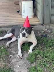 Lost Female Dog last seen Dillard rd Poplarville Ms, Pearl River County, MS 39470