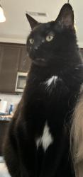 Lost Male Cat last seen Murdock st and Mills st, Alcoa, TN 37701