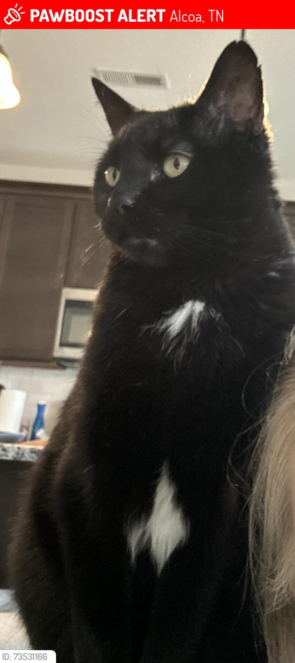 Lost Male Cat last seen Murdock st and Mills st, Alcoa, TN 37701