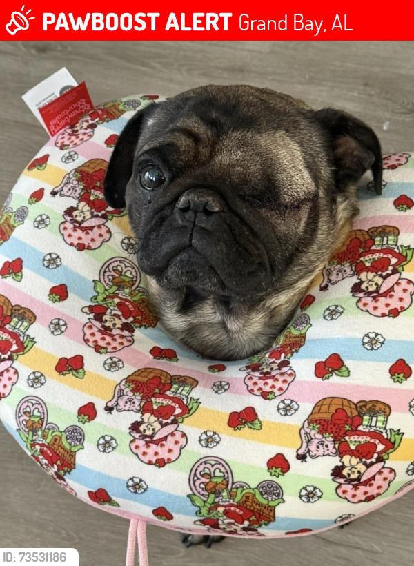 Lost Male Dog last seen Jim McNeil and Old Pascagoula Rd, Grand Bay, AL 36541