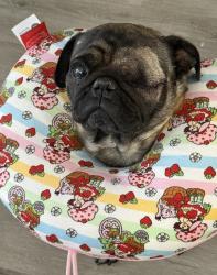 Lost Male Dog last seen Jim McNeil and Old Pascagoula Rd, Grand Bay, AL 36541