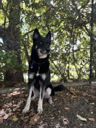 Lost Female Dog last seen next to the wendys, Clearwater, FL 33756