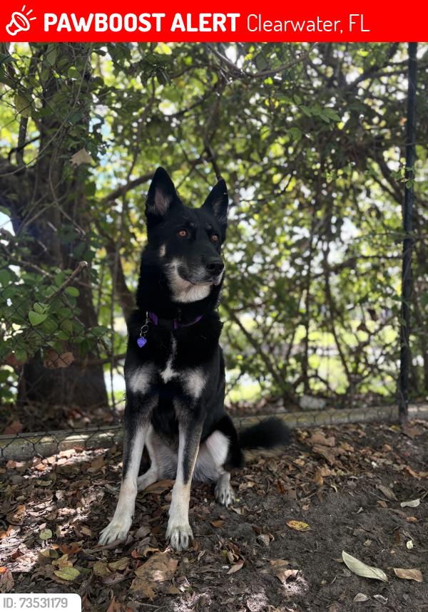 Lost Female Dog last seen next to the wendys, Clearwater, FL 33756