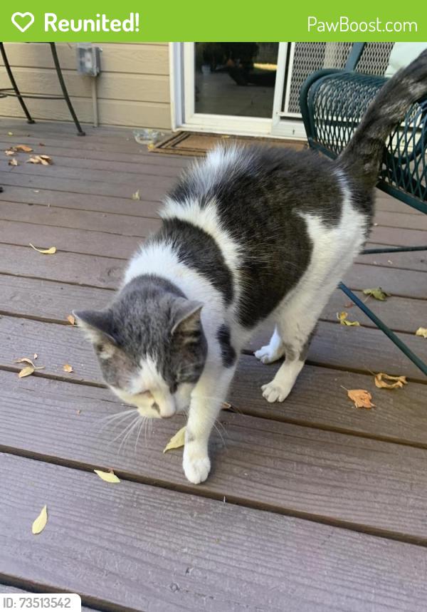 Reunited Unknown Cat last seen Gary Lane, Boise, ID 83714