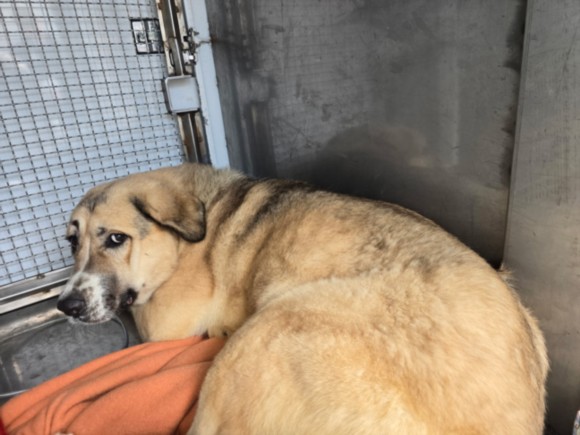 Shelter Stray Female Dog last seen , West Valley Animal Shelter, 20655 Plummer St, Chatsworth, CA 91311, USA