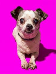 Shelter Stray Male Dog last seen Near BLOCK HOMEPORT CT, 2020 Forest St, Jacksonville, FL 32204, USA