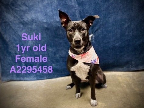 Shelter Stray Female Dog last seen , West Valley Animal Shelter, 20655 Plummer St, Chatsworth, CA 91311, USA
