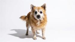 Shelter Stray Female Dog last seen Near BLOCK LE BRUN DR, 2020 Forest St, Jacksonville, FL 32204, USA