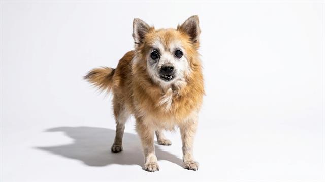 Shelter Stray Female Dog last seen Near BLOCK LE BRUN DR, 2020 Forest St, Jacksonville, FL 32204, USA