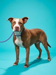Shelter Stray Male Dog last seen OAK ST, 2020 Forest St, Jacksonville, FL 32204, USA