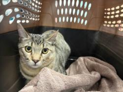 Shelter Stray Male Cat last seen , West Valley Animal Shelter, 20655 Plummer St, Chatsworth, CA 91311, USA