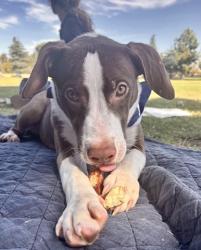 Shelter Stray Female Dog last seen Near BLOCK M ST, MOJAVE CA 93501, 3951 Fruitvale Ave, Bakersfield, CA 93308, USA