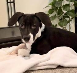 Shelter Stray Female Dog last seen Near BLOCK M ST, MOJAVE CA 93501, 3951 Fruitvale Ave, Bakersfield, CA 93308, USA