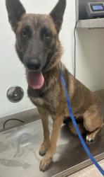 Shelter Stray Female Dog last seen Near BLOCK E BEAR MOUNTAIN BLVD, ARVIN CA 93203, 3951 Fruitvale Ave, Bakersfield, CA 93308, USA