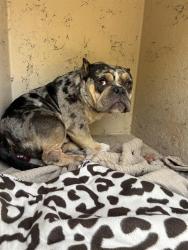 Shelter Stray Male Dog last seen Near, 5001 E Raymond St, Indianapolis, IN 46203, USA