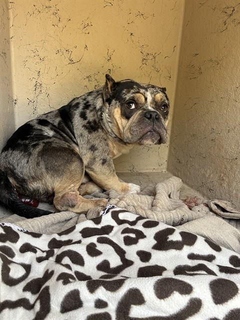 Shelter Stray Male Dog last seen Near, 5001 E Raymond St, Indianapolis, IN 46203, USA