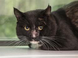 Shelter Stray Male Cat last seen A26-107358, 5501 E Van Buren St, Phoenix, AZ 85008, USA