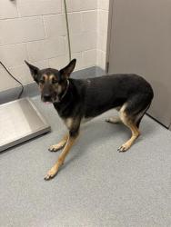 Shelter Stray Female Dog last seen Near, 5001 E Raymond St, Indianapolis, IN 46203, USA