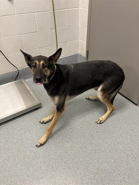 Shelter Stray Female Dog last seen Near, 5001 E Raymond St, Indianapolis, IN 46203, USA