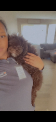 Lost Male Dog last seen South City Saint Louis, St. Louis, MO 63103