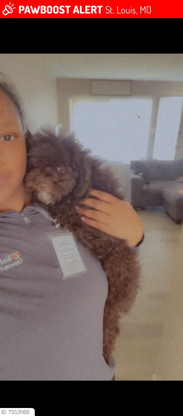 Lost Male Dog last seen South City Saint Louis, St. Louis, MO 63103