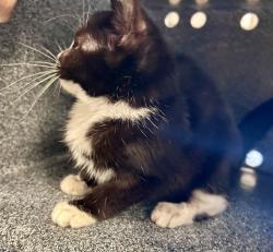 Shelter Stray Female Cat last seen BRAGG ST NW, 4950 SW Triana Blvd, Huntsville, AL 35805, USA