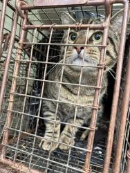 Shelter Stray Male Cat last seen Near BLOCK PLUMMER RD, 4950 SW Triana Blvd, Huntsville, AL 35805, USA